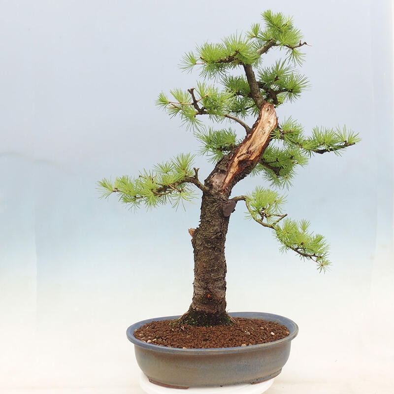 Freilandbonsai - Larix decidua - Laublärche