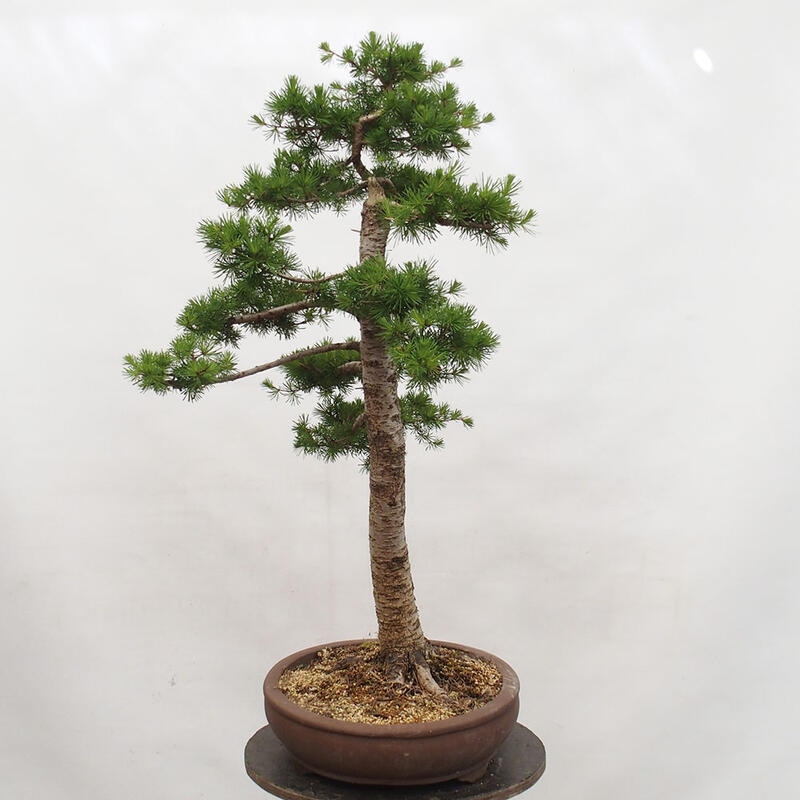 Freilandbonsai - Larix decidua - Laublärche
