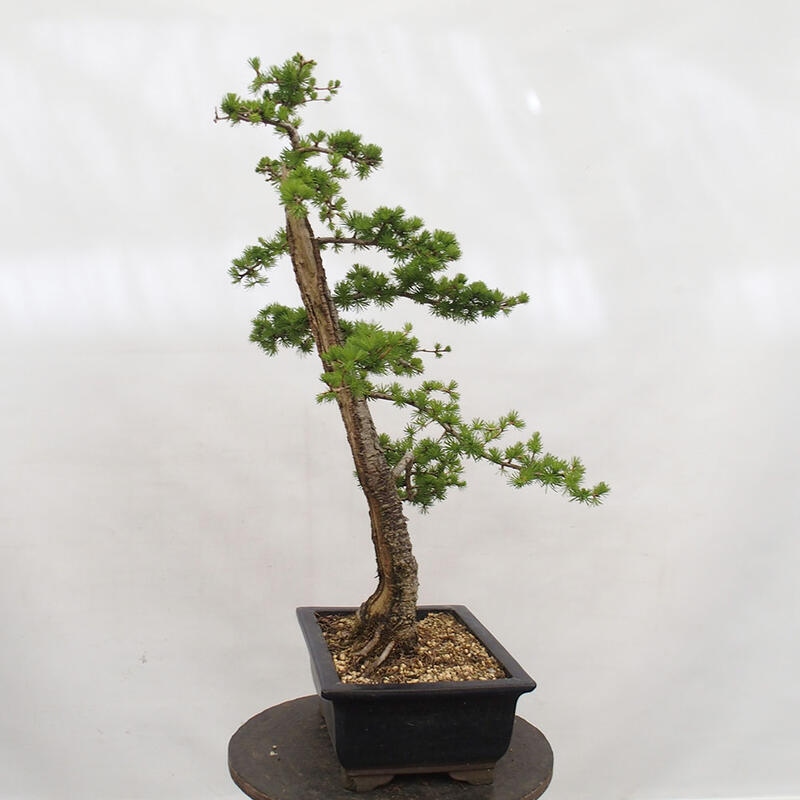 Freilandbonsai - Larix decidua - Laublärche