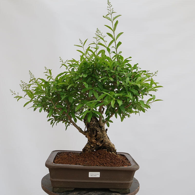 Freilandbonsai - Ligustrum vulgare - Vogelperspektive