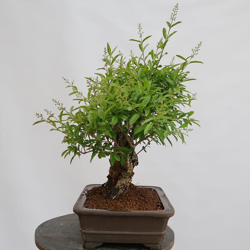 Freilandbonsai - Ligustrum vulgare - Vogelperspektive