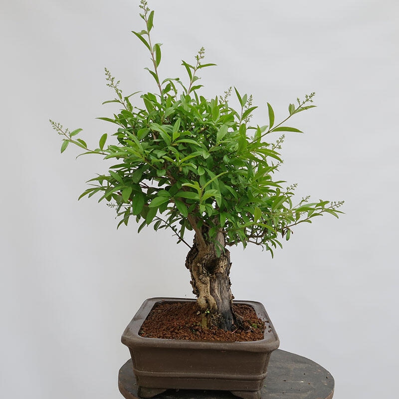 Freilandbonsai - Ligustrum vulgare - Vogelperspektive