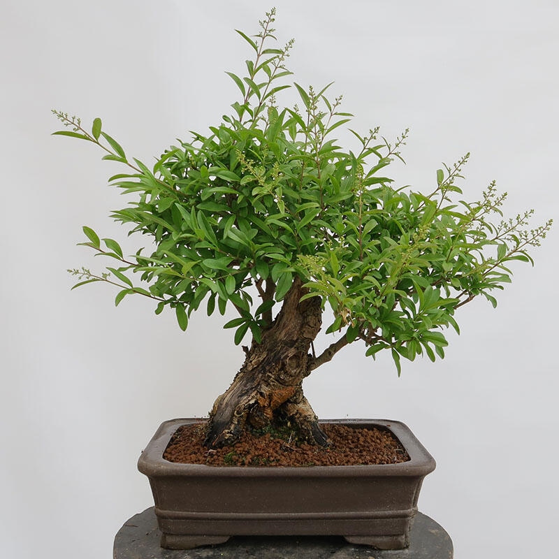 Freilandbonsai - Ligustrum vulgare - Vogelperspektive