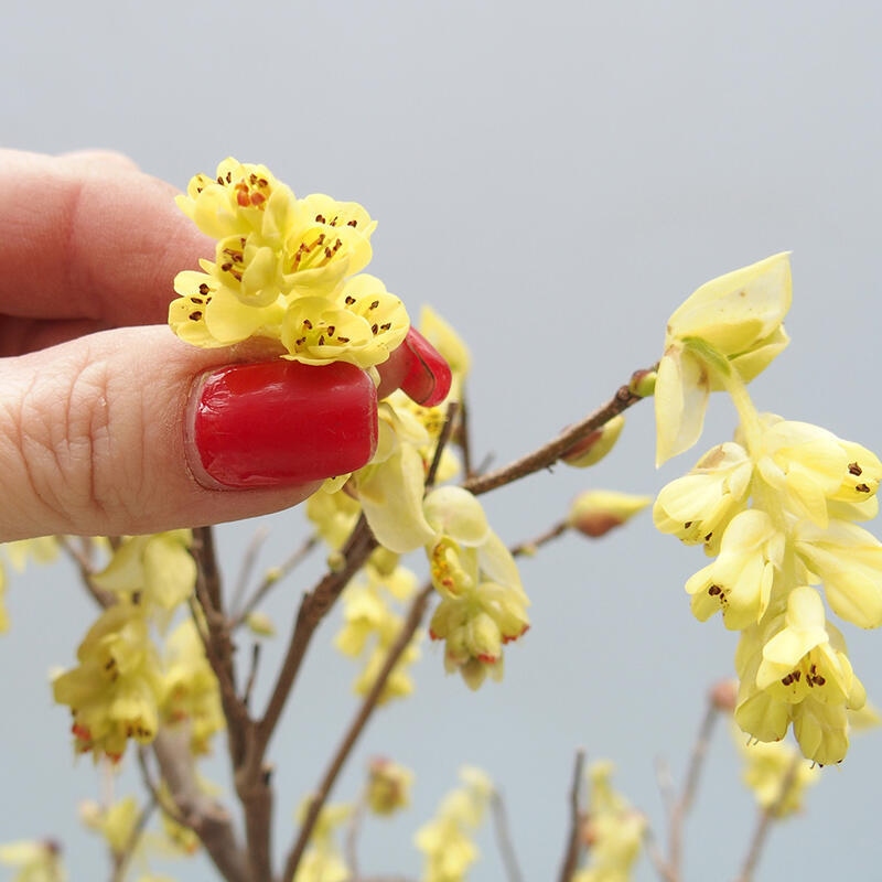 Bonsai im Freien - Haselnuss - Corylopsis Spicata