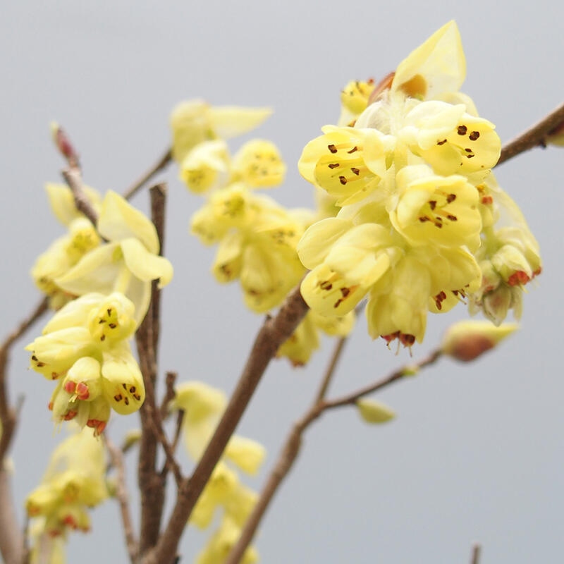 Bonsai im Freien - Haselnuss - Corylopsis Spicata