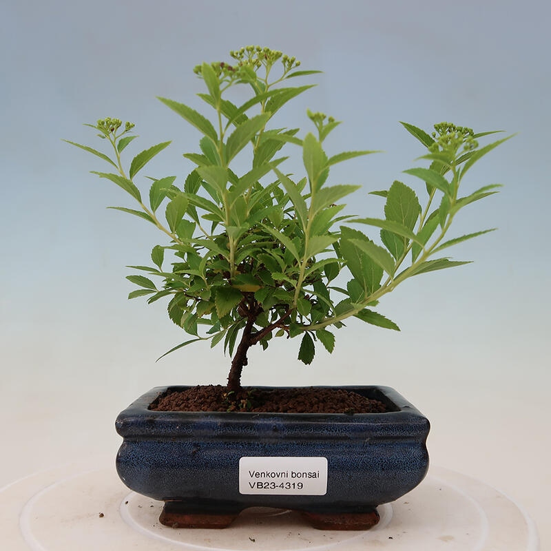 Bonsai im Freien - Spirea japonica GENPSI