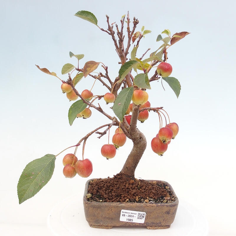Bonsai im Freien - Malus halliana - Kleinfruchtiger Apfelbaum