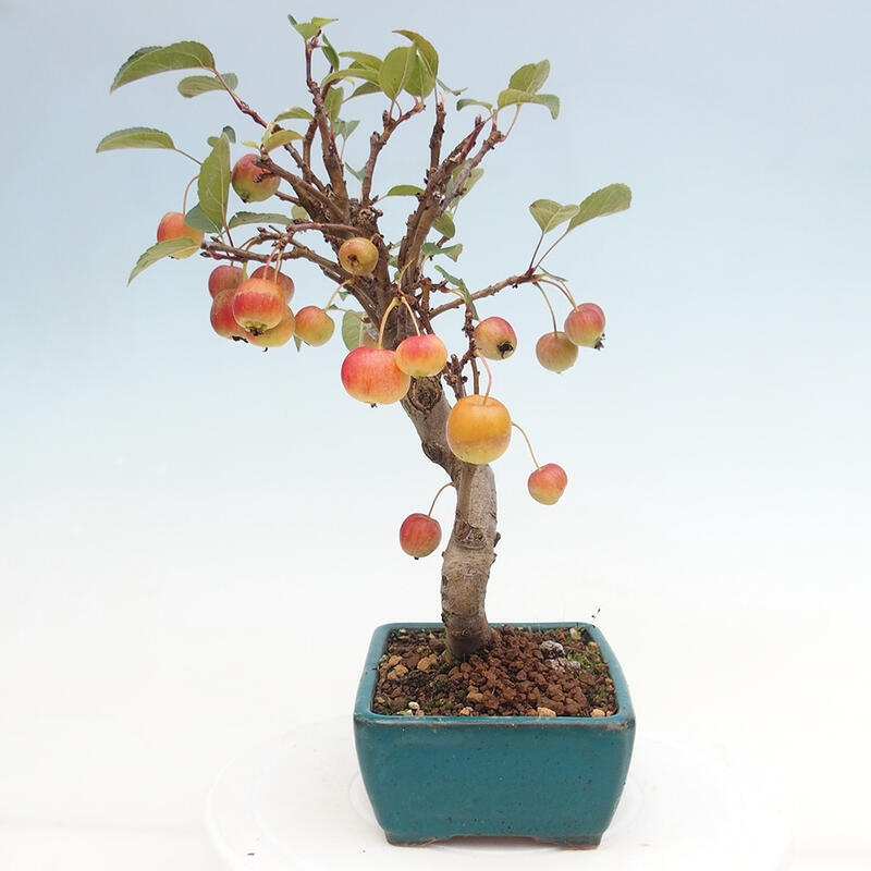 Bonsai im Freien - Malus halliana - Kleinfruchtiger Apfelbaum