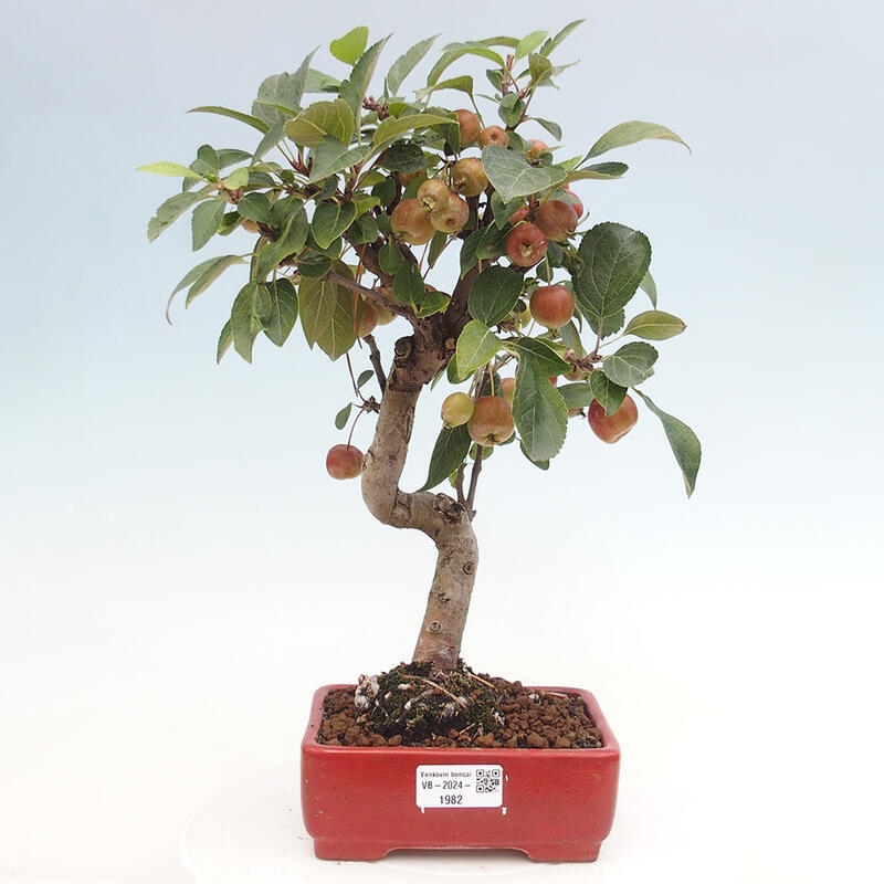 Bonsai im Freien - Malus halliana - Kleinfruchtiger Apfelbaum