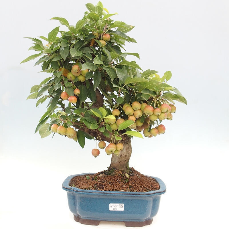 Bonsai im Freien - Malus halliana - Kleinfruchtiger Apfelbaum