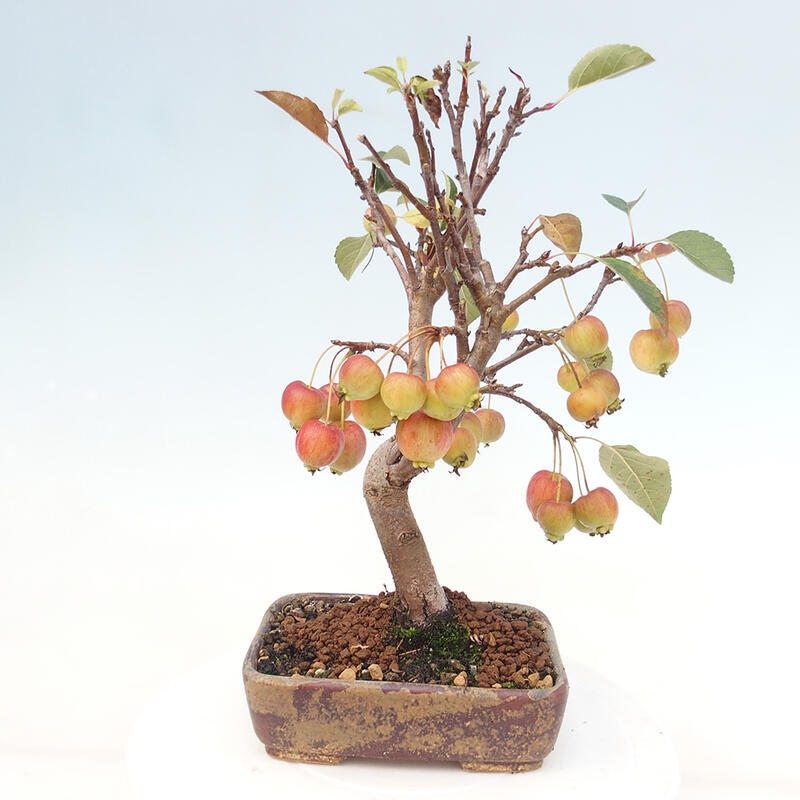 Bonsai im Freien - Malus halliana - Kleinfruchtiger Apfelbaum