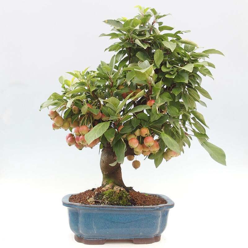 Bonsai im Freien - Malus halliana - Kleinfruchtiger Apfelbaum