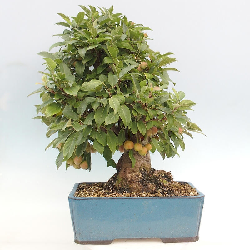 Bonsai im Freien - Malus halliana - Kleinfruchtiger Apfelbaum