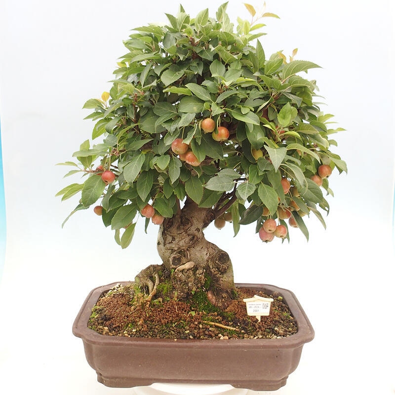 Bonsai im Freien - Malus halliana - Kleinfruchtiger Apfelbaum