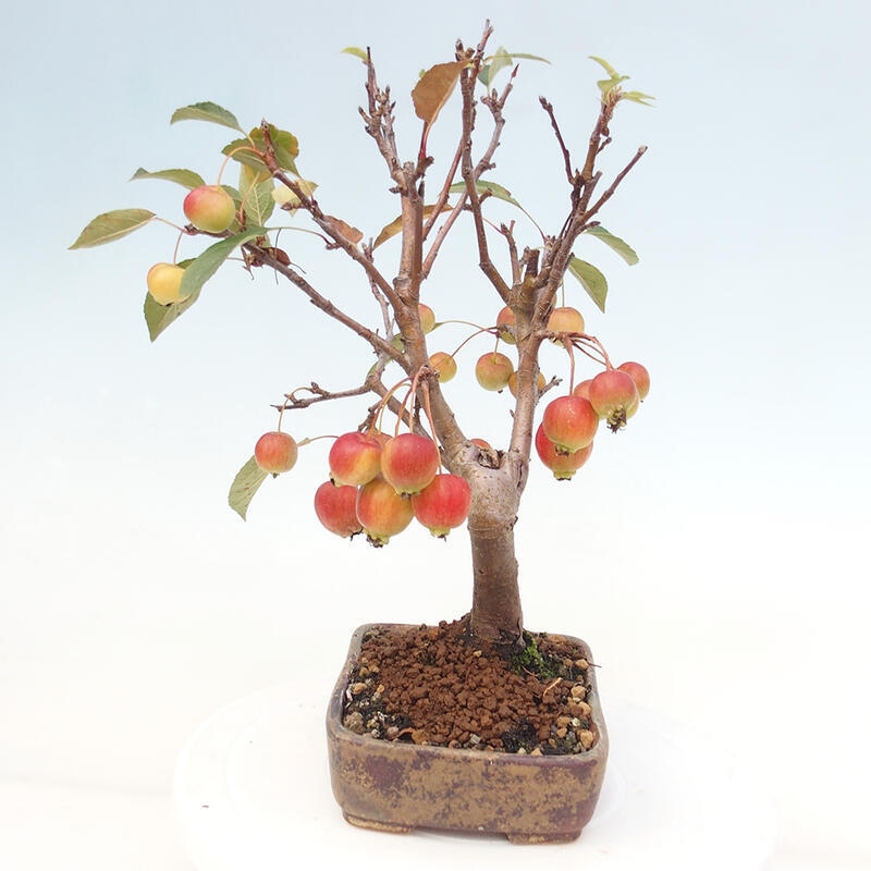 Bonsai im Freien - Malus halliana - Kleinfruchtiger Apfelbaum