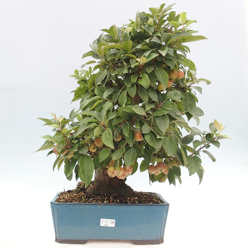 Bonsai im Freien - Malus halliana - Kleinfruchtiger Apfelbaum