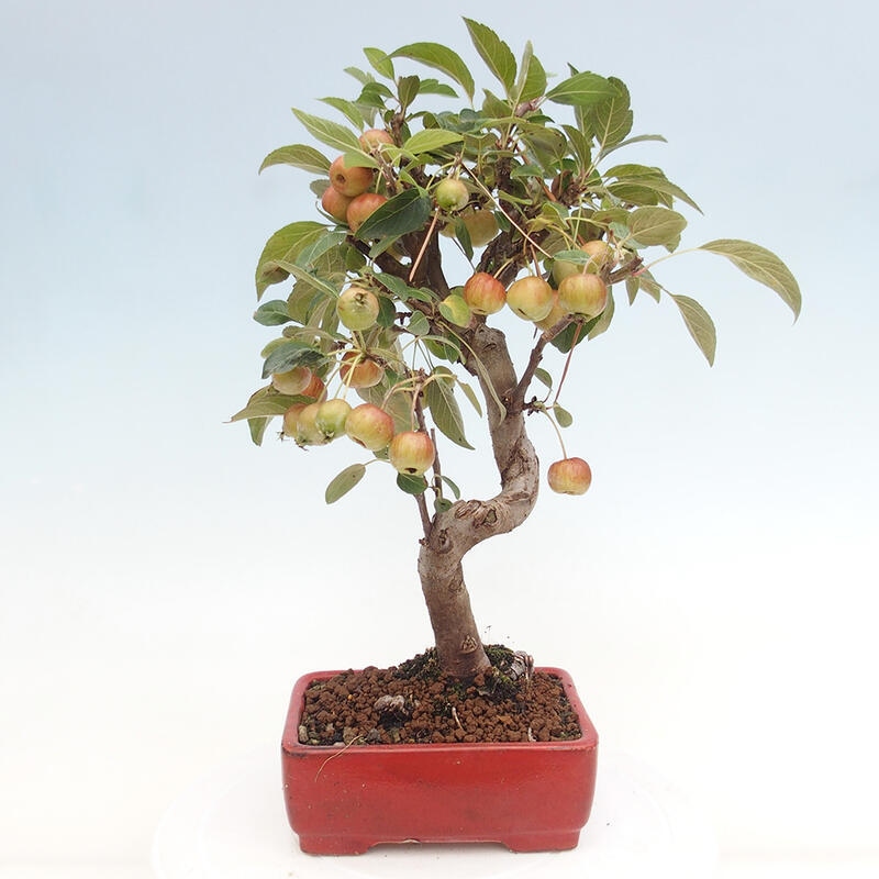 Bonsai im Freien - Malus halliana - Kleinfruchtiger Apfelbaum