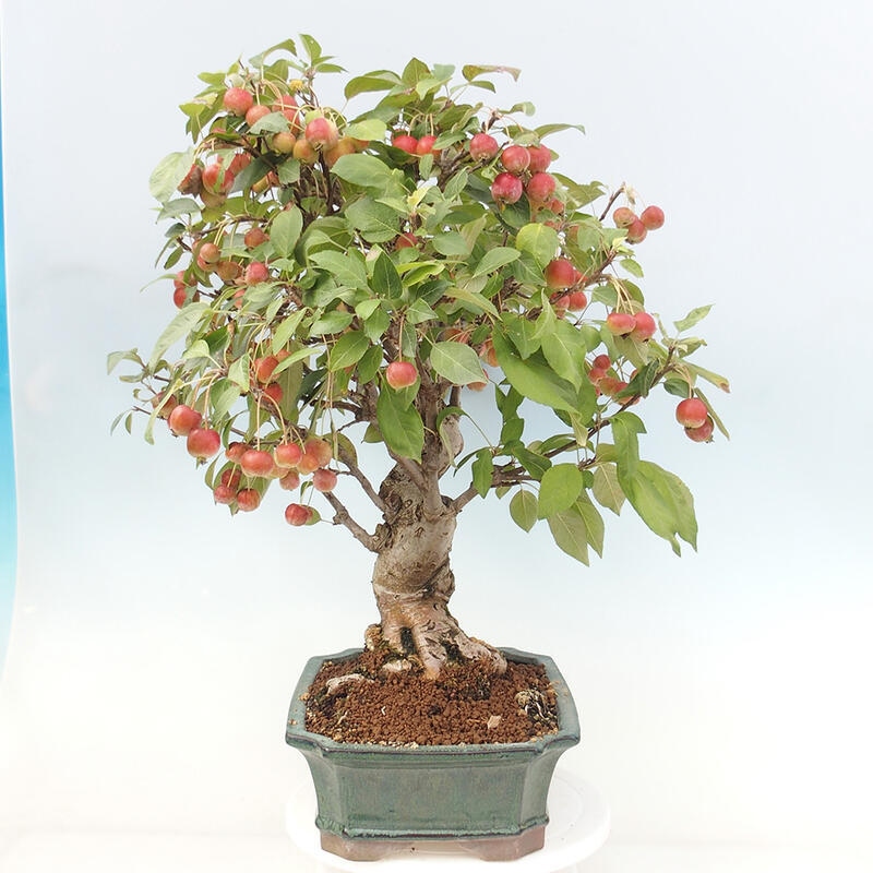 Bonsai im Freien - Malus halliana - Kleinfruchtiger Apfelbaum