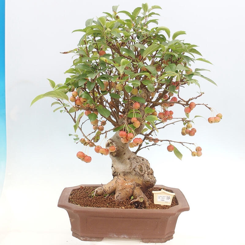 Bonsai im Freien - Malus halliana - Kleinfruchtiger Apfelbaum