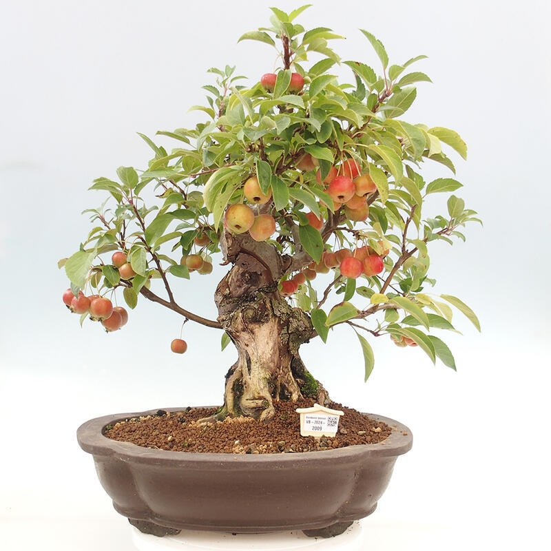 Bonsai im Freien - Malus halliana - Kleinfruchtiger Apfelbaum
