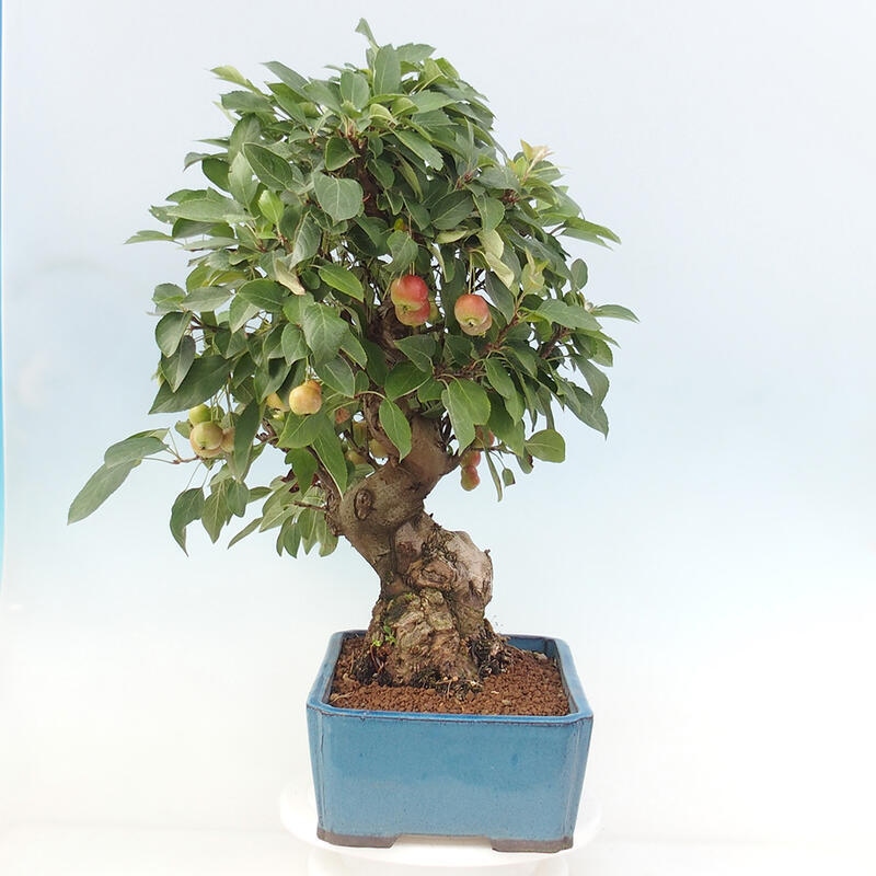 Bonsai im Freien - Malus halliana - Kleinfruchtiger Apfelbaum