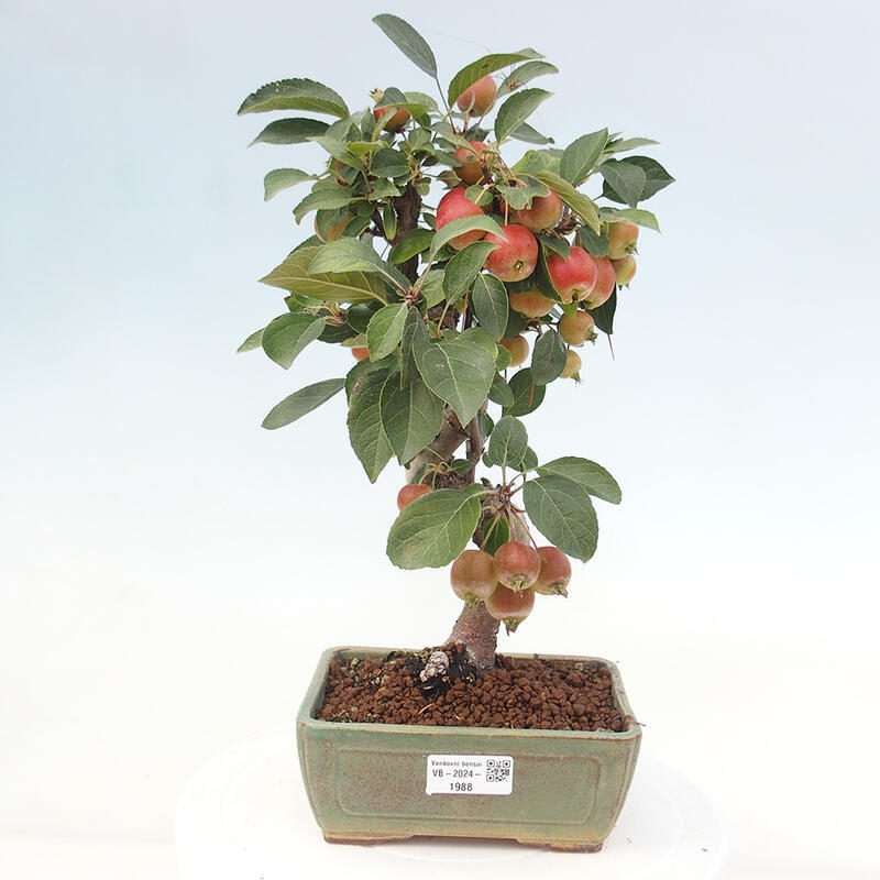 Bonsai im Freien - Malus halliana - Kleinfruchtiger Apfelbaum