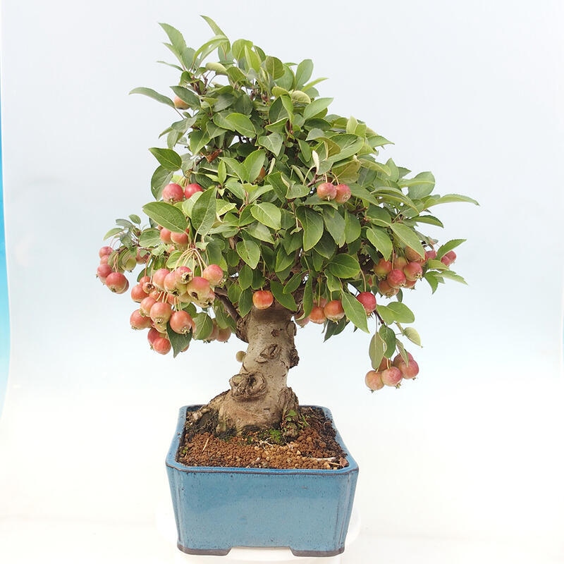 Bonsai im Freien - Malus halliana - Kleinfruchtiger Apfelbaum