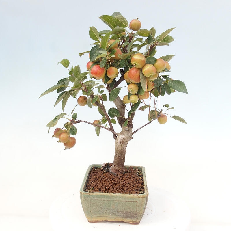 Bonsai im Freien - Malus halliana - Kleinfruchtiger Apfelbaum