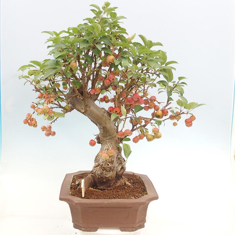 Bonsai im Freien - Malus halliana - Kleinfruchtiger Apfelbaum