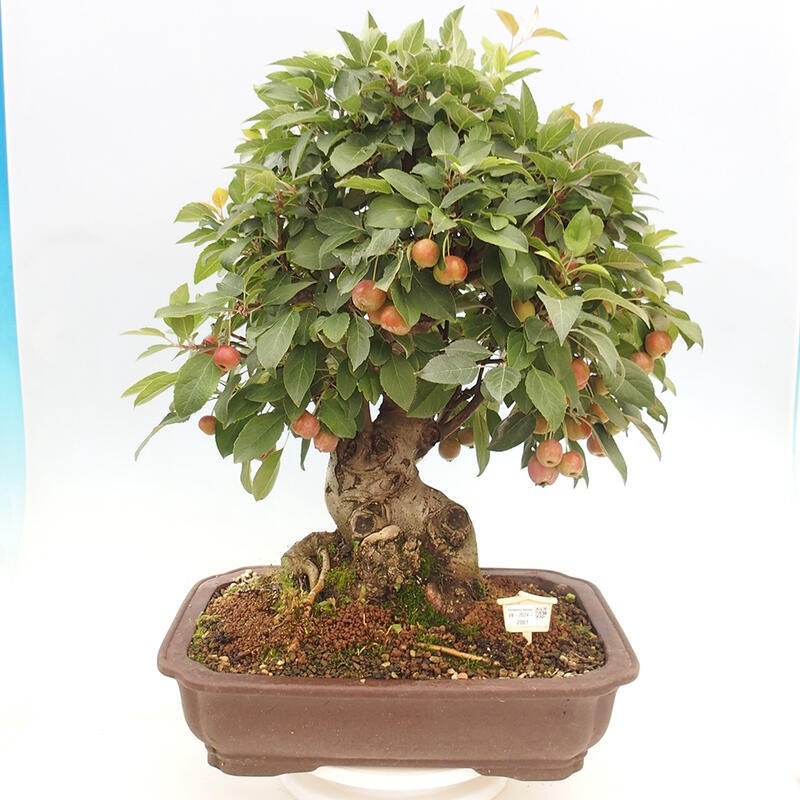 Bonsai im Freien - Malus halliana - Kleinfruchtiger Apfelbaum