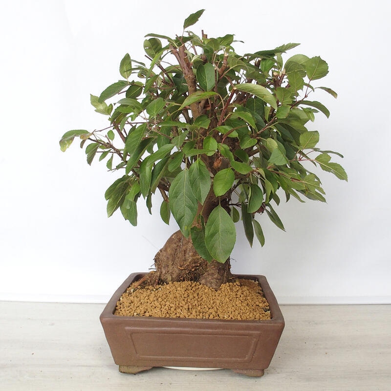 Outdoor-Bonsai -Malus Halliana - fruited Apfel