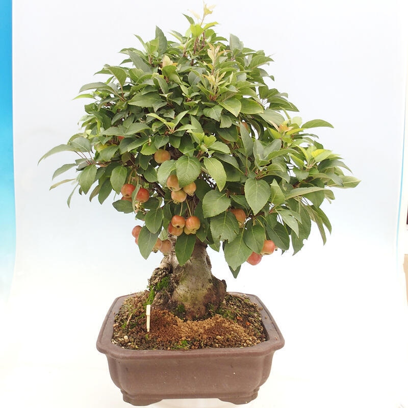 Bonsai im Freien - Malus halliana - Kleinfruchtiger Apfelbaum