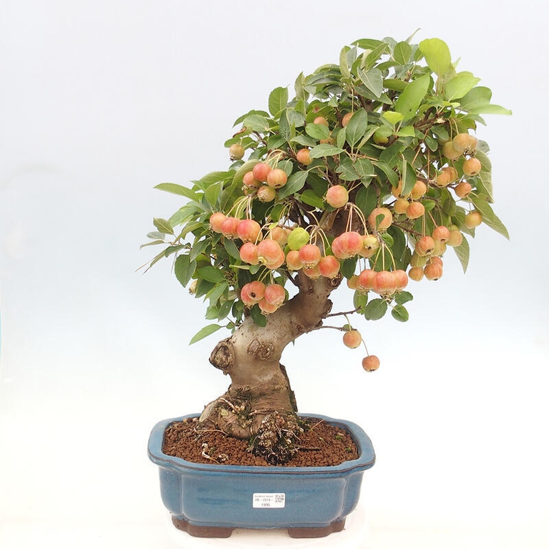 Bonsai im Freien - Malus halliana - Kleinfruchtiger Apfelbaum