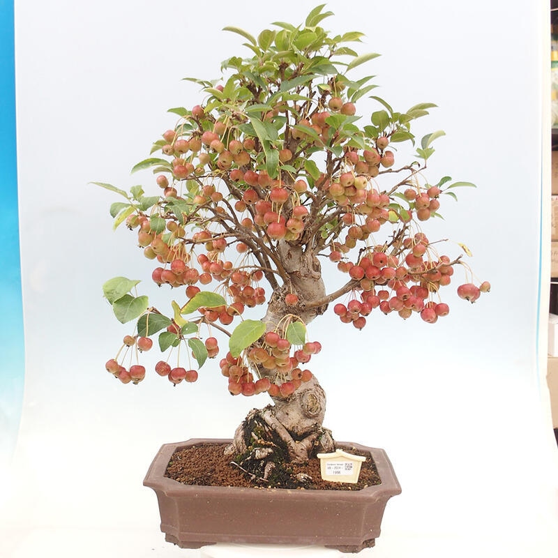Bonsai im Freien - Malus halliana - Kleinfruchtiger Apfelbaum