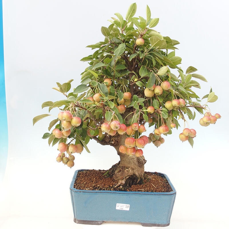 Bonsai im Freien - Malus halliana - Kleinfruchtiger Apfelbaum