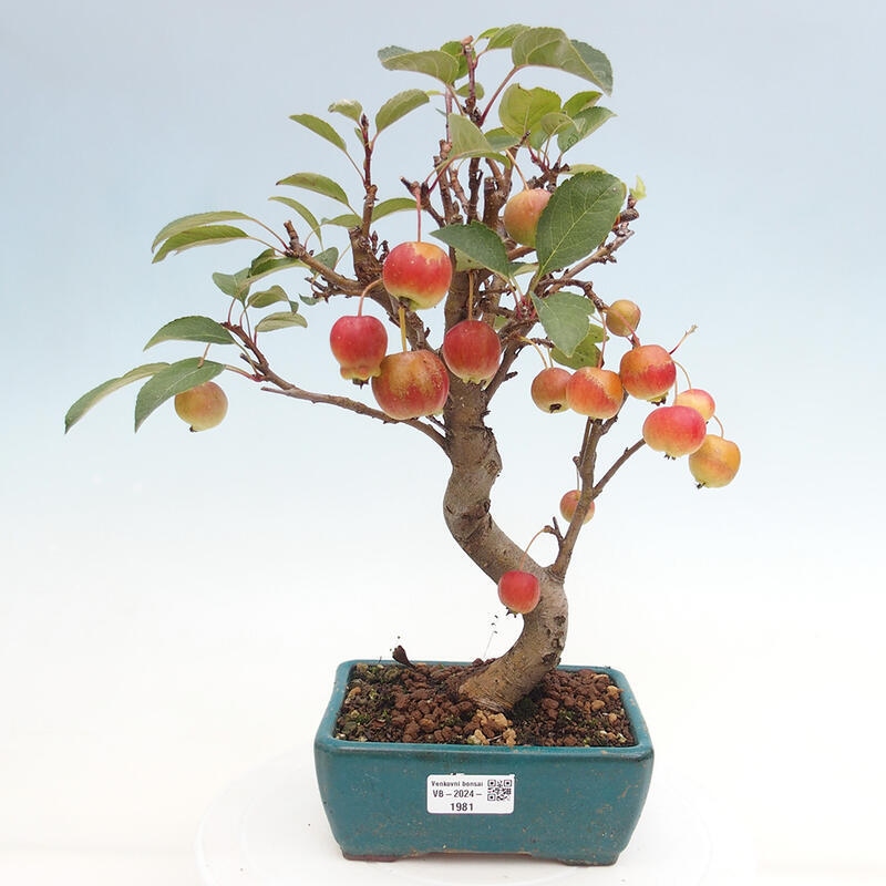 Bonsai im Freien - Malus halliana - Kleinfruchtiger Apfelbaum