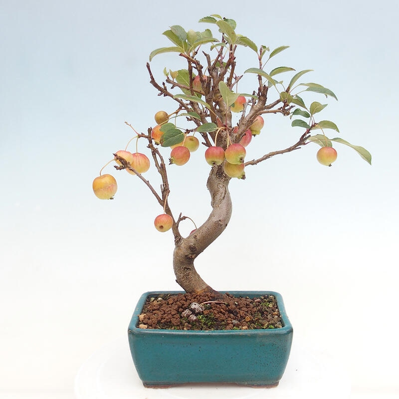 Bonsai im Freien - Malus halliana - Kleinfruchtiger Apfelbaum