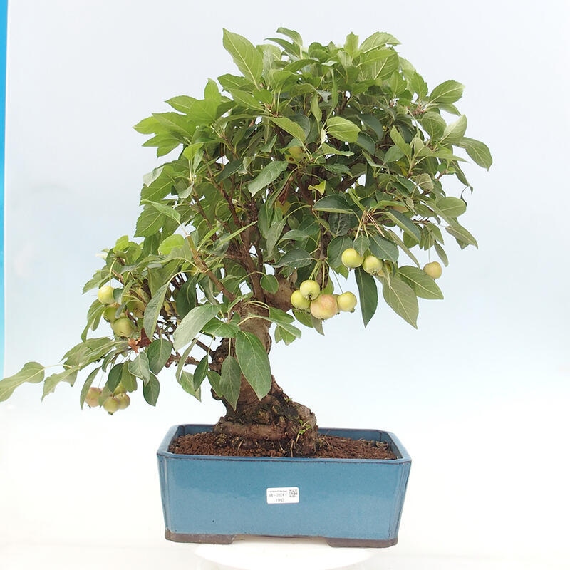 Bonsai im Freien - Malus halliana - Kleinfruchtiger Apfelbaum
