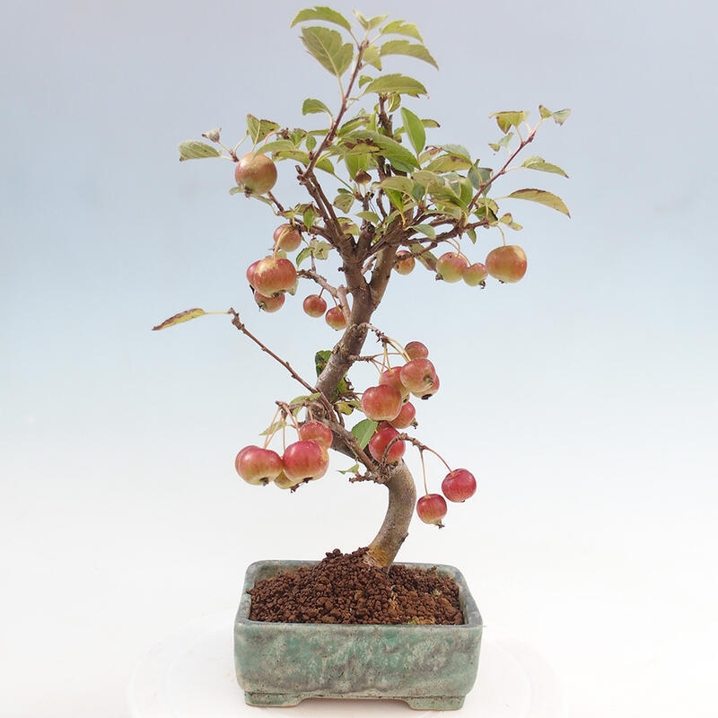 Bonsai im Freien - Malus halliana - Kleinfruchtiger Apfelbaum