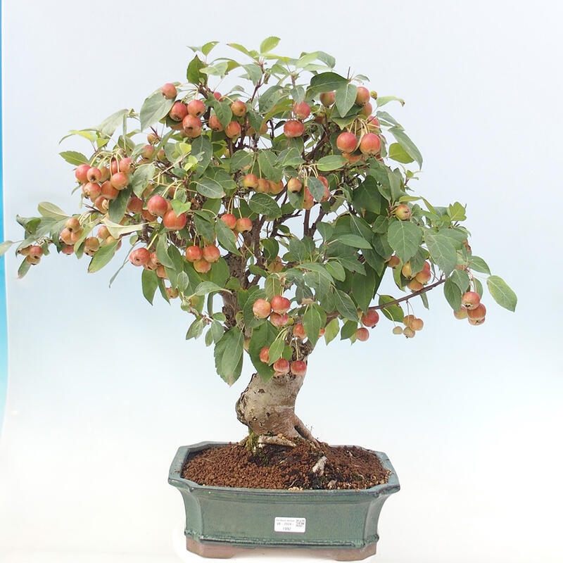 Bonsai im Freien - Malus halliana - Kleinfruchtiger Apfelbaum