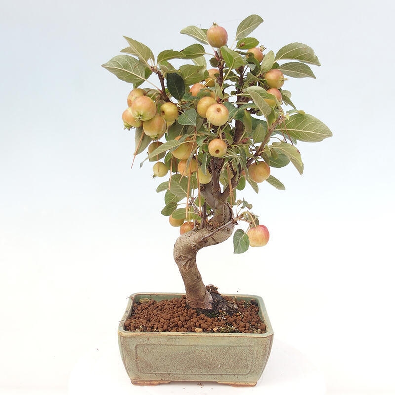 Bonsai im Freien - Malus halliana - Kleinfruchtiger Apfelbaum