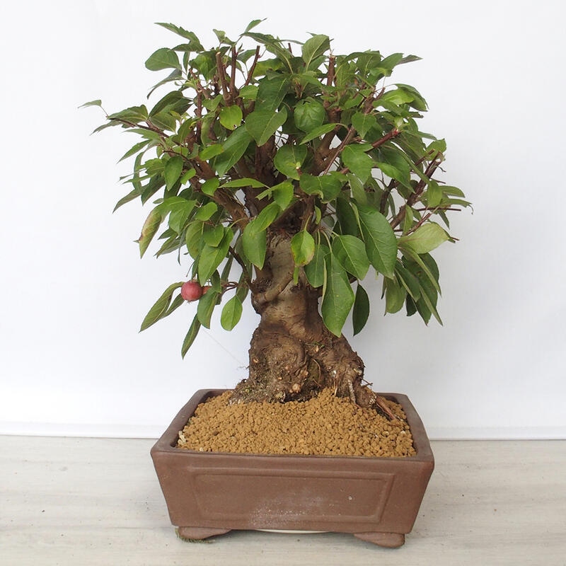 Outdoor-Bonsai -Malus Halliana - fruited Apfel