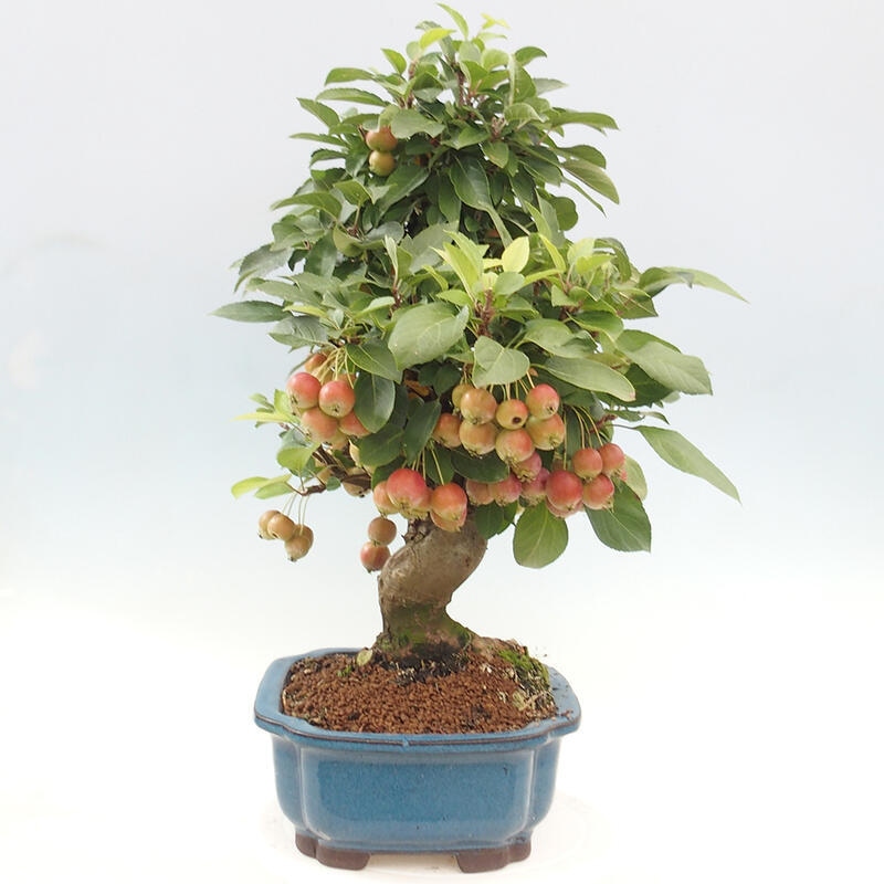 Bonsai im Freien - Malus halliana - Kleinfruchtiger Apfelbaum
