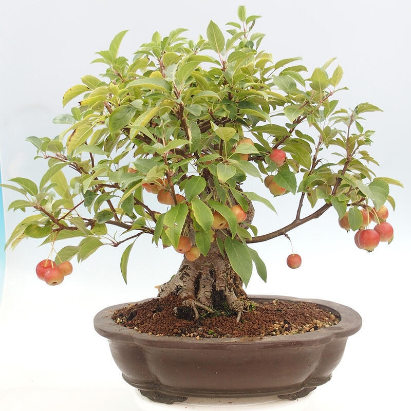 Bonsai im Freien - Malus halliana - Kleinfruchtiger Apfelbaum