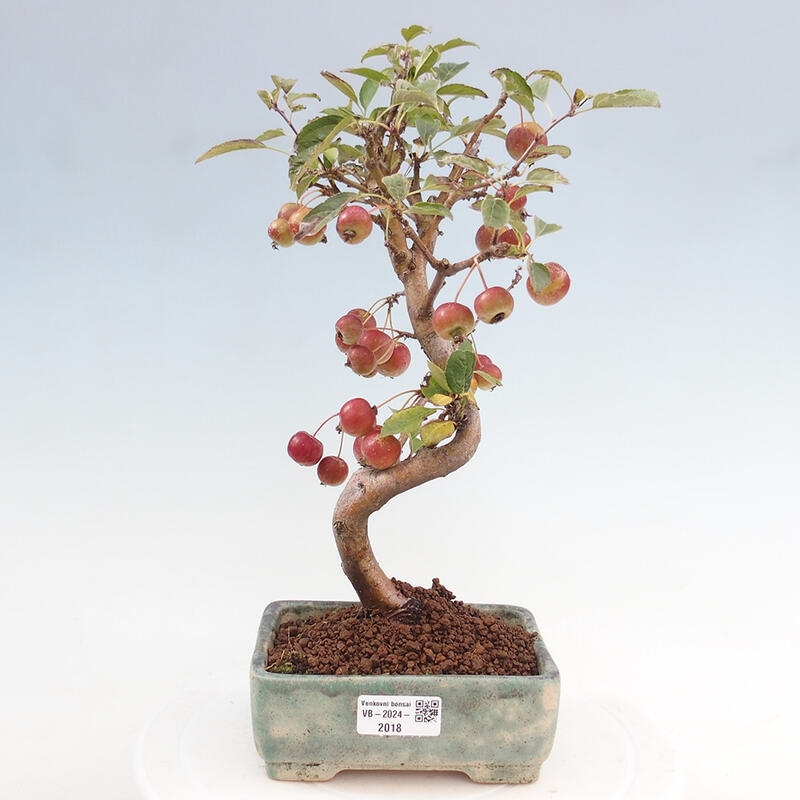 Bonsai im Freien - Malus halliana - Kleinfruchtiger Apfelbaum