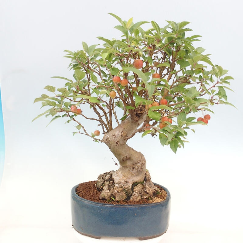 Bonsai im Freien - Malus halliana - Kleinfruchtiger Apfelbaum