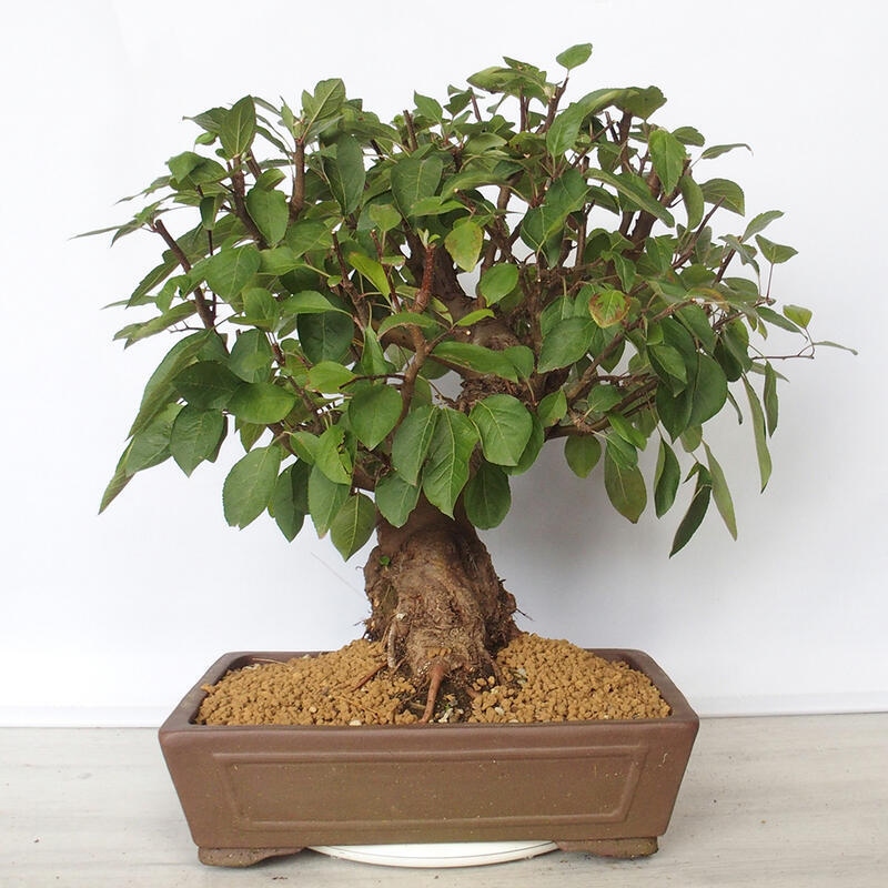 Outdoor-Bonsai -Malus Halliana - fruited Apfel