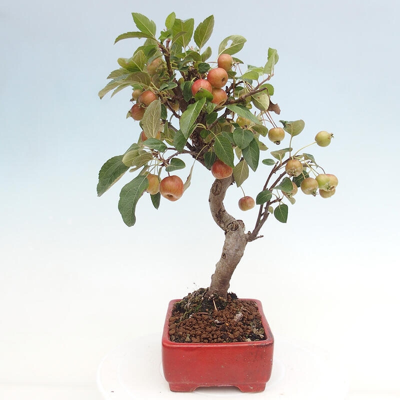 Bonsai im Freien - Malus halliana - Kleinfruchtiger Apfelbaum