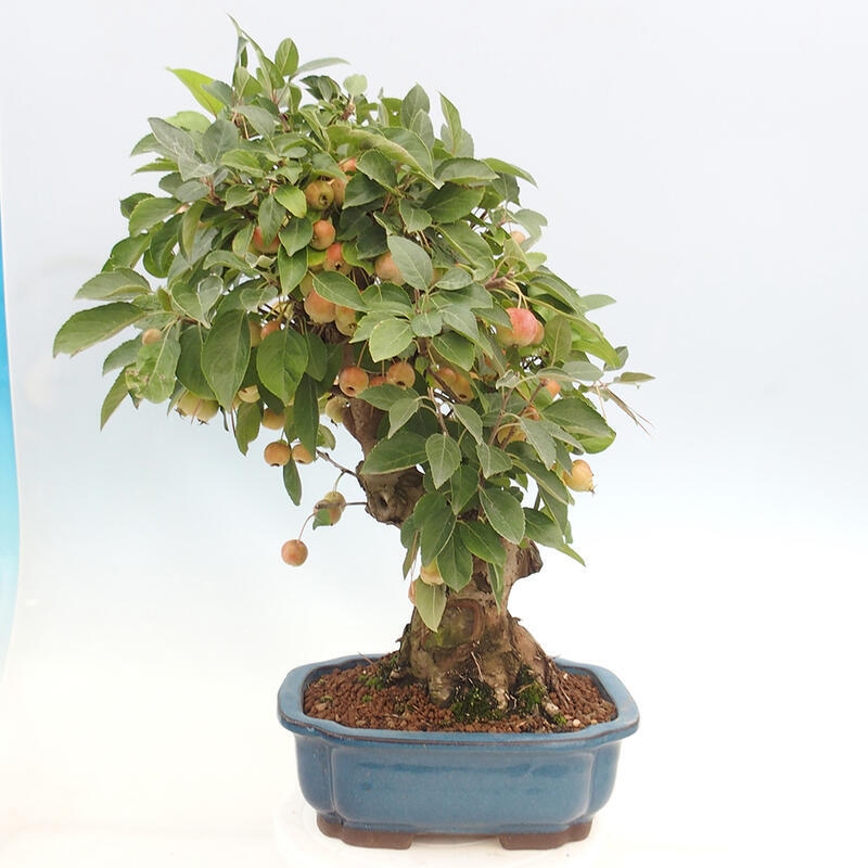 Bonsai im Freien - Malus halliana - Kleinfruchtiger Apfelbaum
