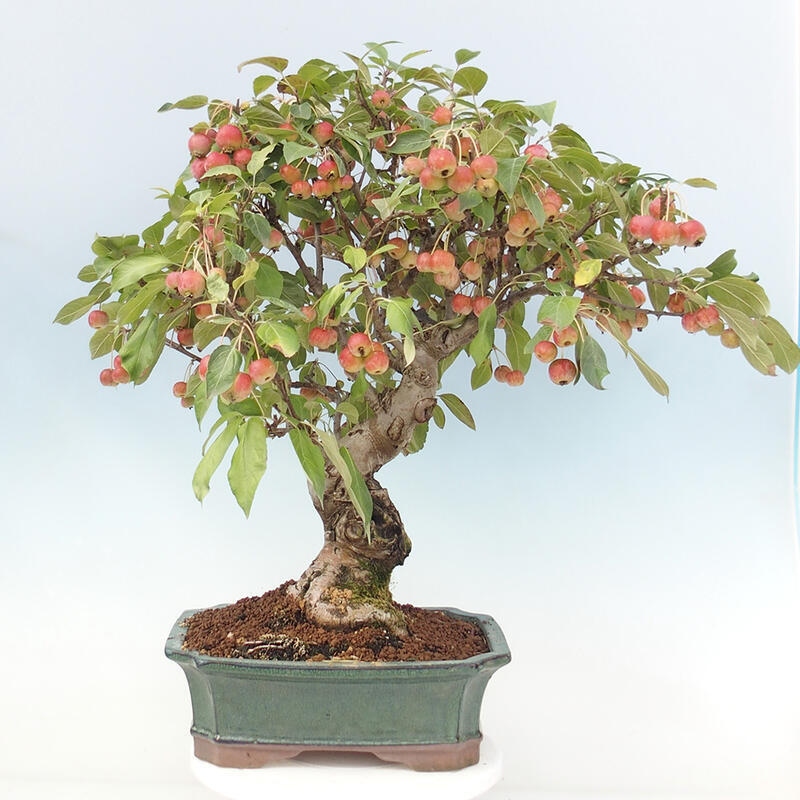 Bonsai im Freien - Malus halliana - Kleinfruchtiger Apfelbaum